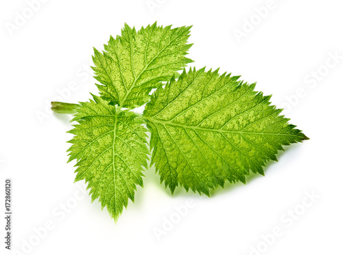 Raspberry leaf isolated on white background. Top view.
