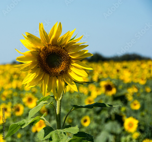Fototapeta Naklejka Na Ścianę i Meble -  Field of Sunflowers-3/Amongst a sea of sunflowers rises a single beautiful sunflower.