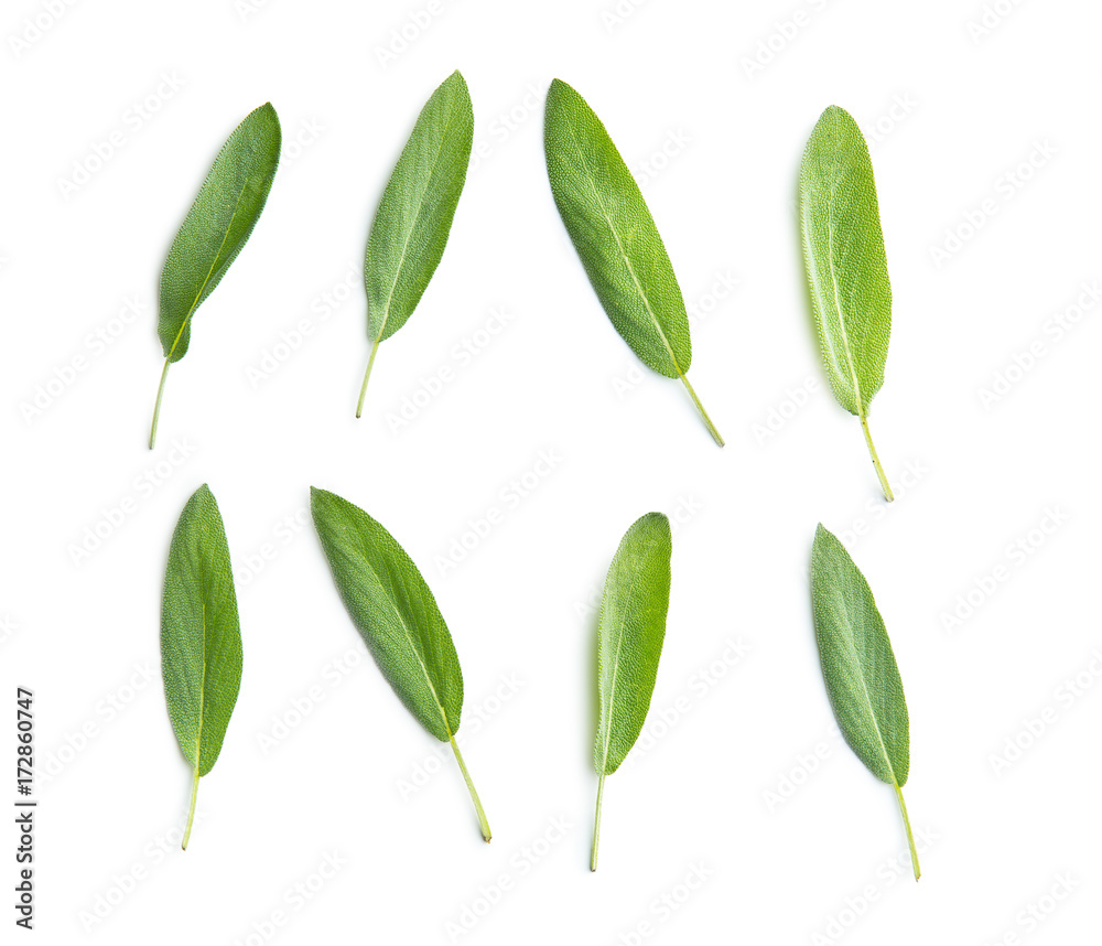 Salvia officinalis. Sage leaves. Salvia officinalis. Sage leaves.