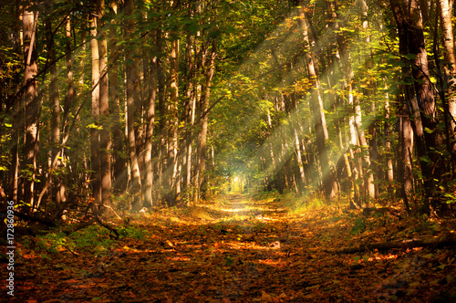 Fototapeta Naklejka Na Ścianę i Meble -  Eco tourism journey concept: Travel holiday vacation hiking or biking concept - Deep autumn forest path magic sunlight