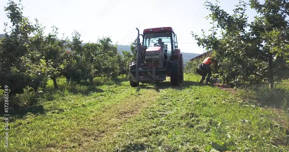 Tractor backs up in an apple orchard while farmhands pick apples in the rows of trees. Tractor backs up in an apple orchard while farmhands pick apples in the rows of trees.