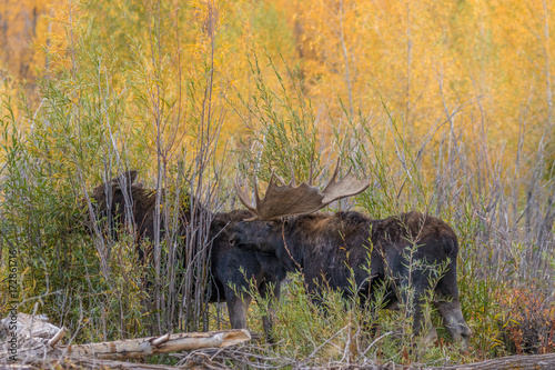 Bull and Cow Shiras Moose in the Fall Rut