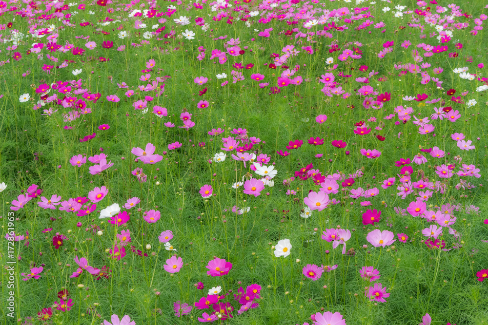 Cosmos flowers fields, it's colorful, used to make background images.