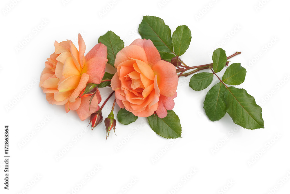 Fototapeta premium Rosen