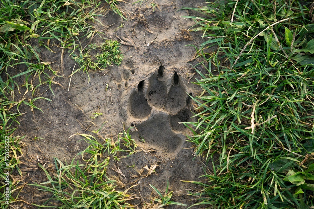 Dog's footprint in the mud. Slovakia