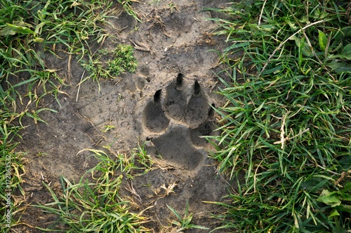 Obraz na płótnie Dog's footprint in the mud. Slovakia w salonie