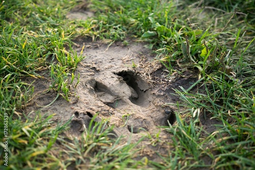 Footprint of the wild boar on the ground. Slovakia