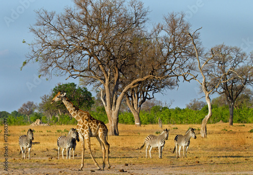 African scene with giraffes and zebras next to a tree in Hwange, Zimbabwe