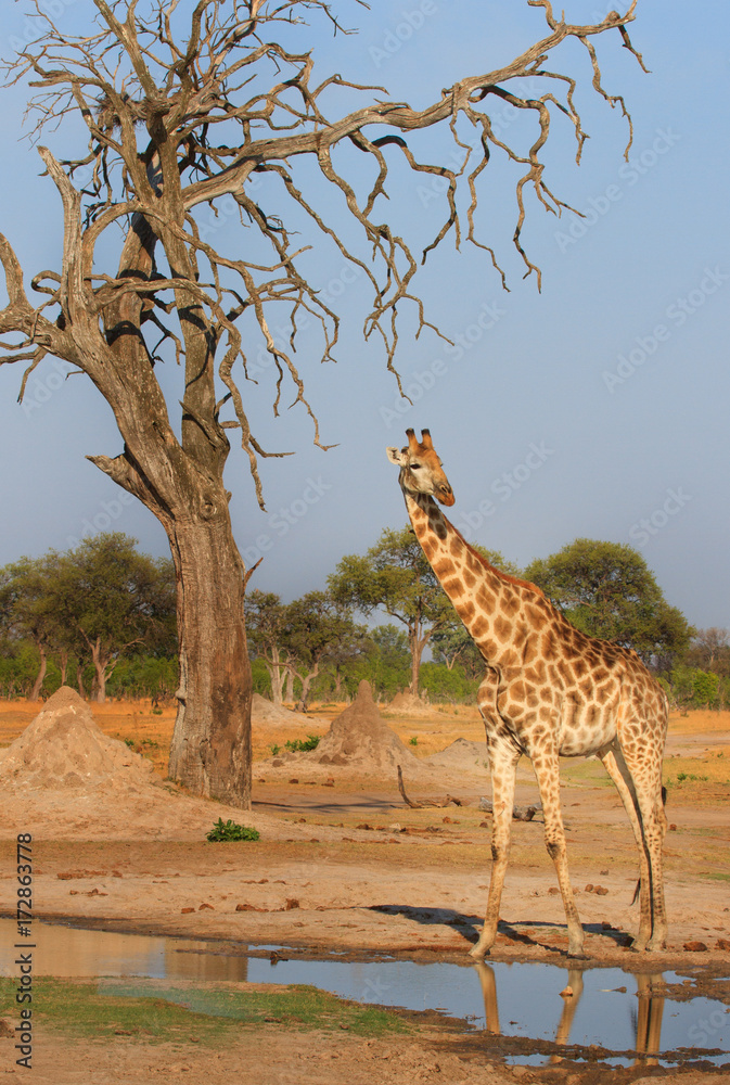 Fototapeta premium Portrait view of a tall giraffe standing next to a dry tree on the plains in Hwange, Zimbabwe