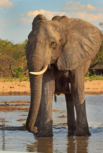 portrait view of an african elephant standing infront of a waterhole on the African Savannah  Hwange