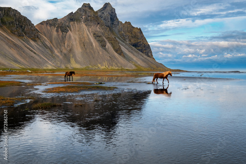 Horse reflection - Stokksnes - Iceland