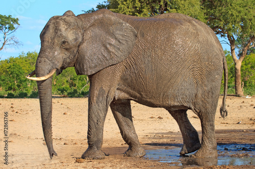 Large African Elephant standing on the African Plains in Makololo   Hwange  Zimbabwe