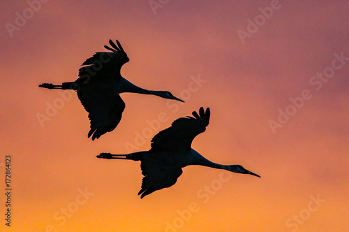 Sandhill cranes in flight at sunset, Bosque del Apache National Wildlife Refuge, San Antonio, New Mexico