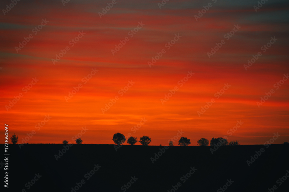 Silhouettes of trees on the background of the red sky