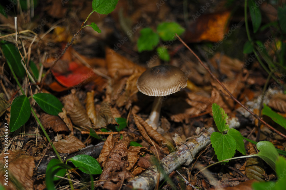Beautiful mushroom in the forest Beautiful mushroom in the forest