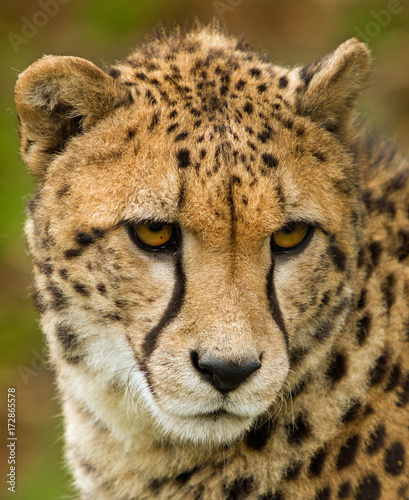 Close up of a Adolescent Cheetah Face, looking forlorn