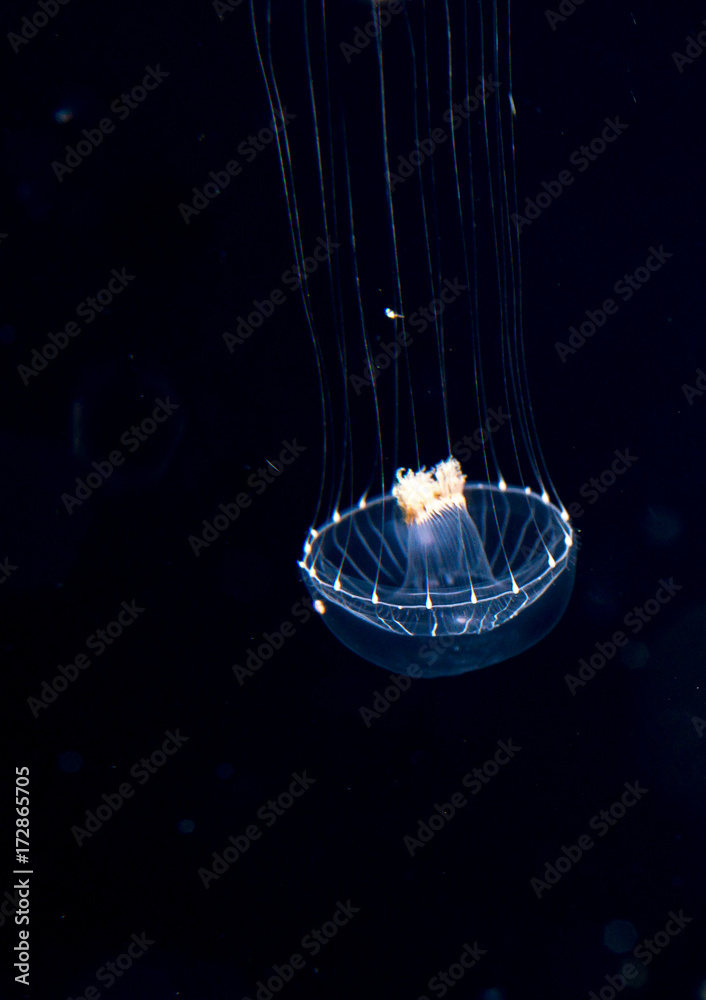 Unidentified jellyfish species at night in the ocean.