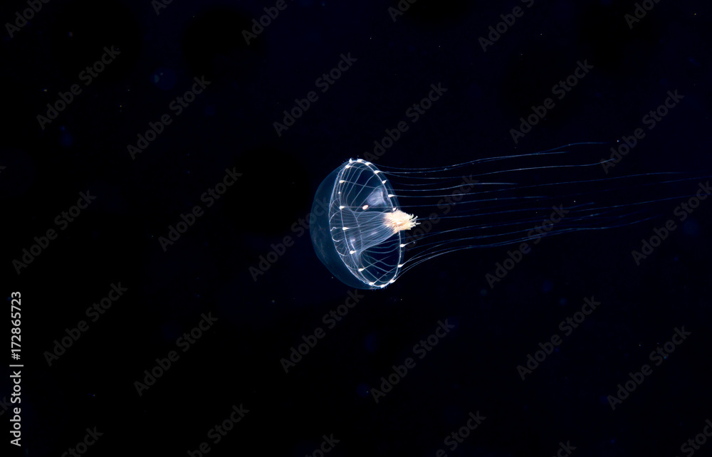 Unidentified jellyfish species at night in the ocean. Unidentified jellyfish species at night in the ocean.