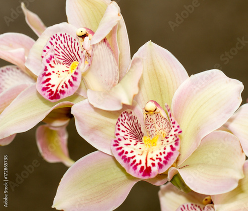 close up of two orchid flowers in full bloom