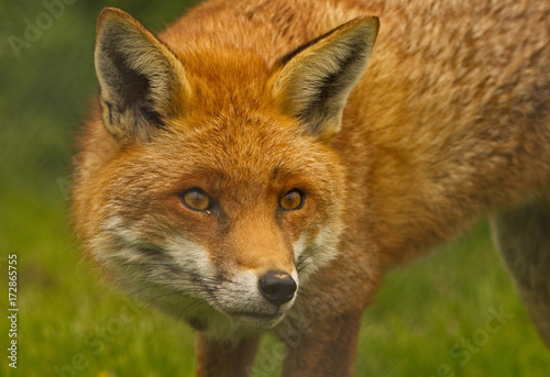 Sly Cunning British Red Fox looking dorectly ahead © paula