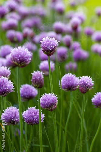 Bunch of purple chive flowers in bloom with a natural garden background