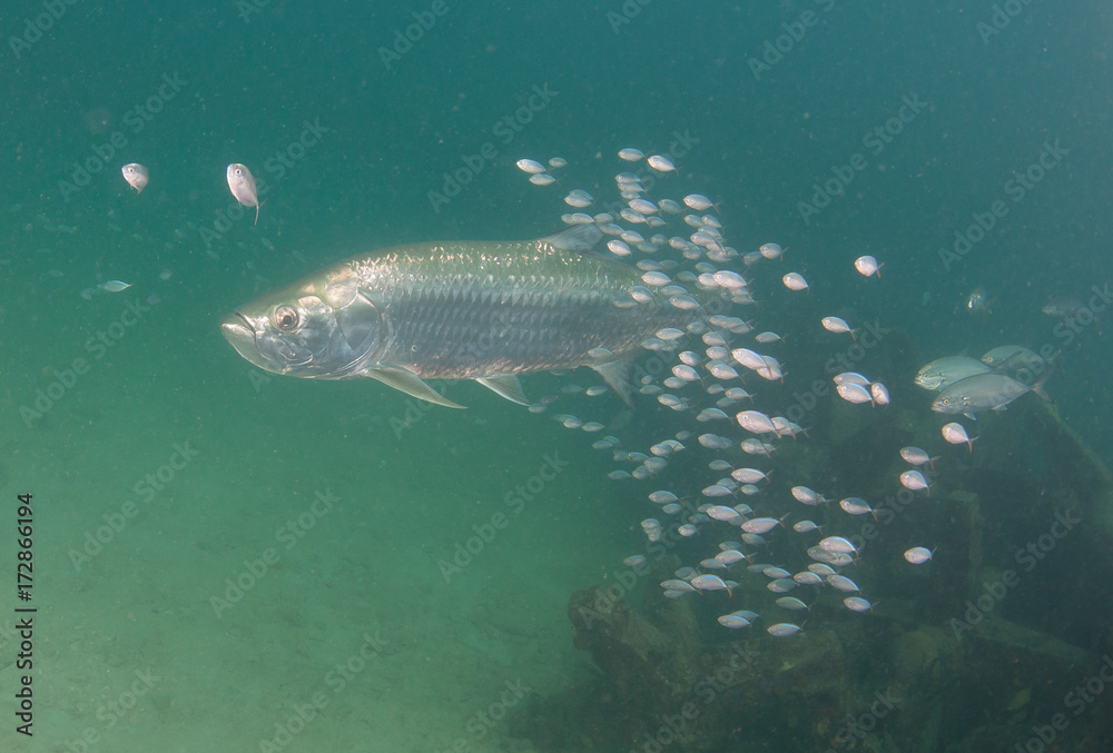 Obraz premium Tarpon swimming in the ocean surrounded by smaller fish.