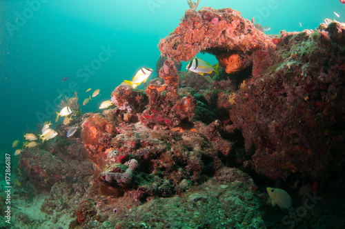 An aggregate of species schooling above a coral reef.