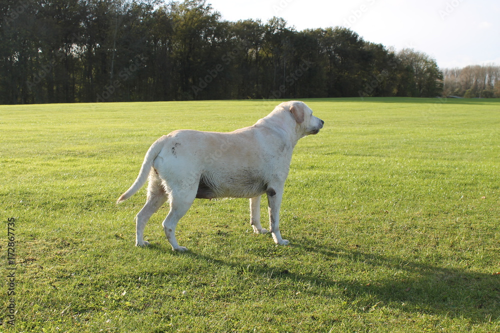 Obraz premium labrador retriever
