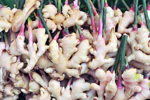 Fresh galangal shoots.