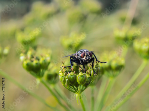 fly sitting and resting on a green flower with yellowy background
