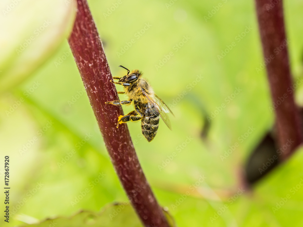 Pollinating, Picture of honey bee sitting on a flower sprig with green background Pollinating, Picture of honey bee sitting on a flower sprig with green background