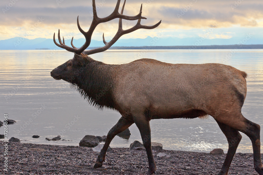 Fototapeta premium Elk