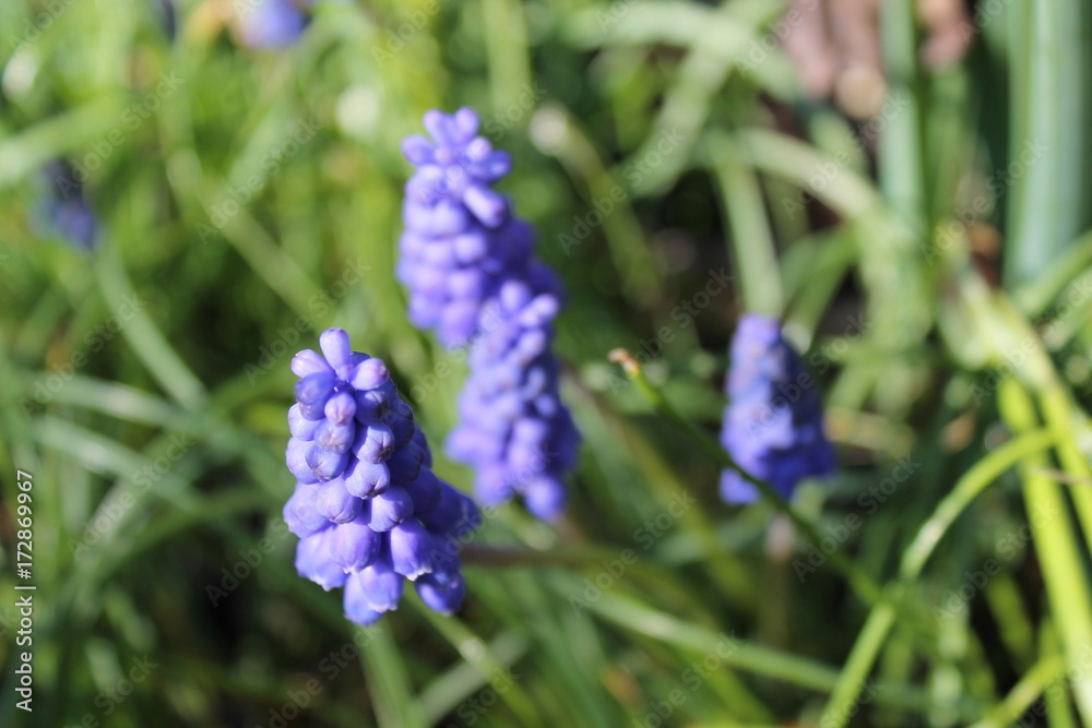 grape hyacinth grape hyacinth