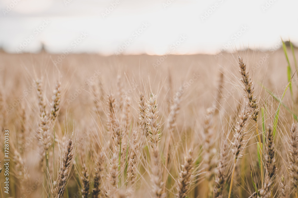 Agriculture. Ears of organic rye in the field