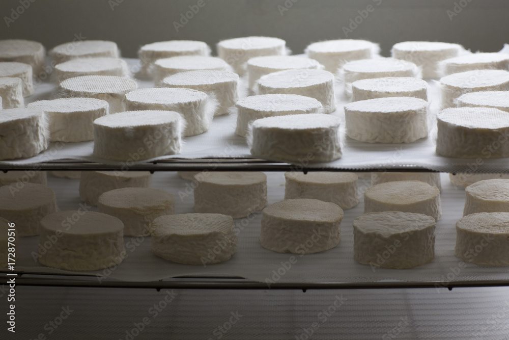 Organic Goat Cheese in Process