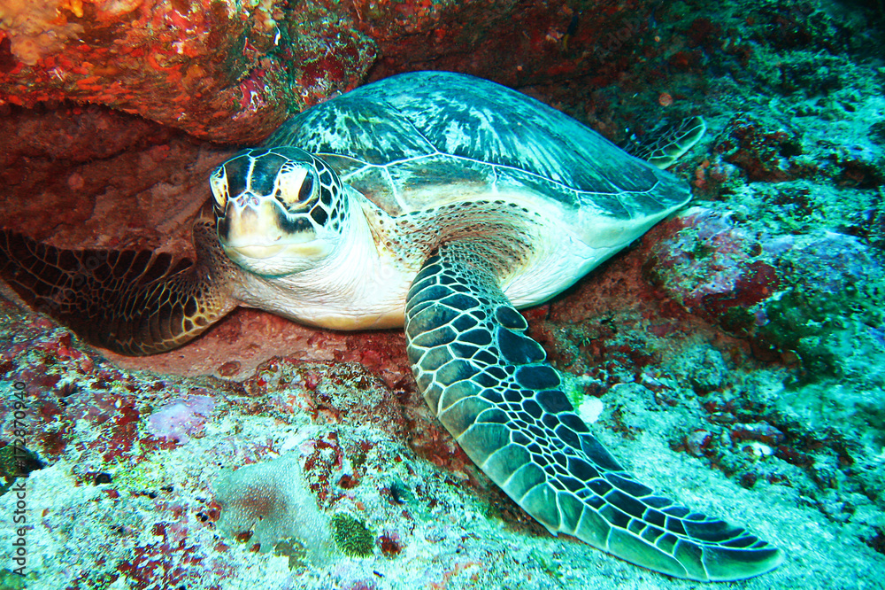 Obraz premium A Beautiful Turtle Under the Ocean