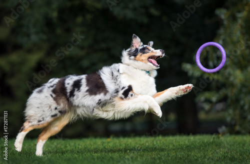 Fototapeta Naklejka Na Ścianę i Meble -  australian shepherd dog jumping up to catch a toy