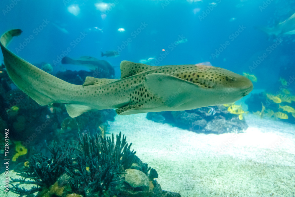 Fototapeta premium Leopard shark or Zebra shark