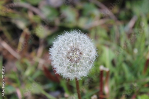 dandelion