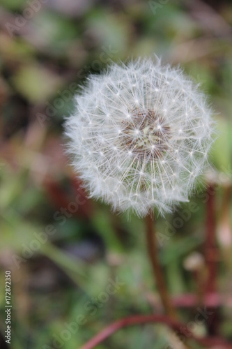 Fototapeta Naklejka Na Ścianę i Meble -  dandelion