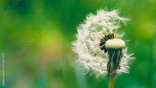 Pusteblume mit Textfreiraum