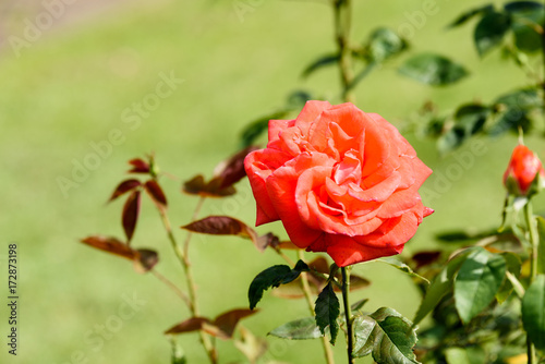Rote Rose in einem Garten mit Textfreiraum