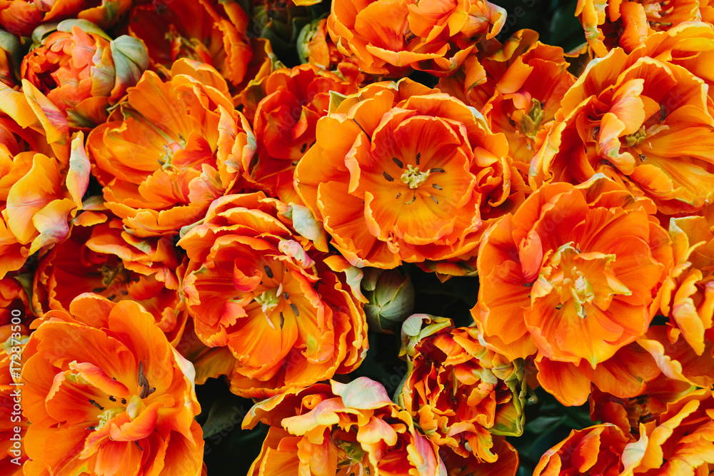 group of orange tulips in spring group of orange tulips in spring