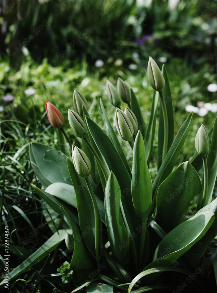 Fresh  green tulips