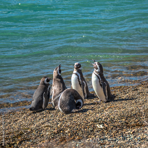 Magellanic penguins at the nest, peninsula Valdes, Patagonia