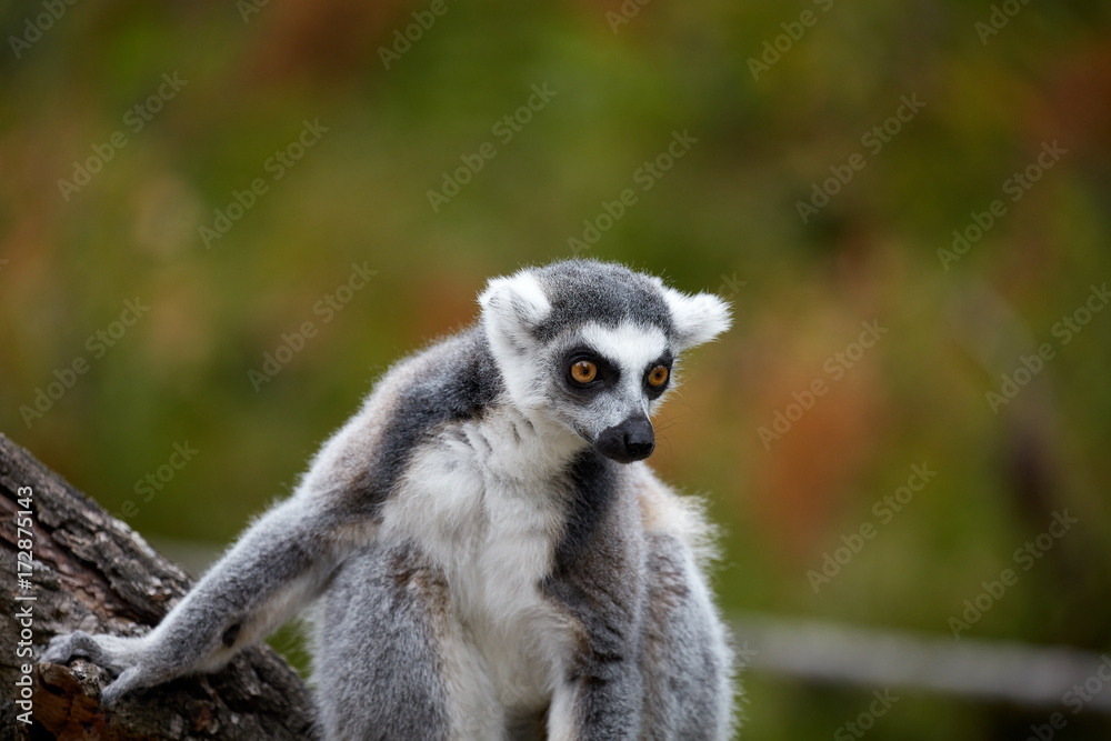 Fototapeta premium lemur catta, a curious animal