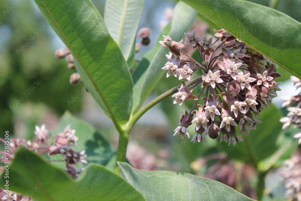 Obraz premium wild flower