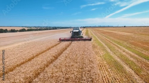 Aerial drone shot of a modern combine harvester working day in a big wheat field. Harvesting.