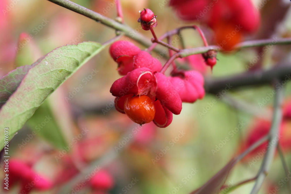 Obraz premium wild flower