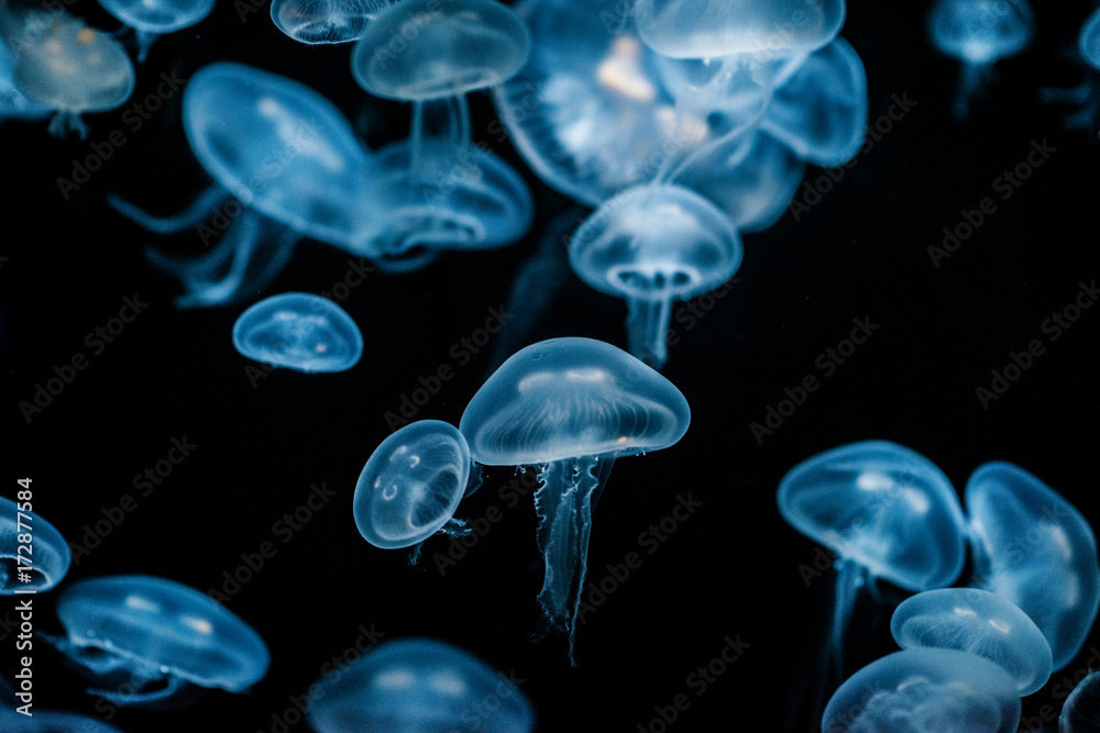 jellyfish jellyfish
